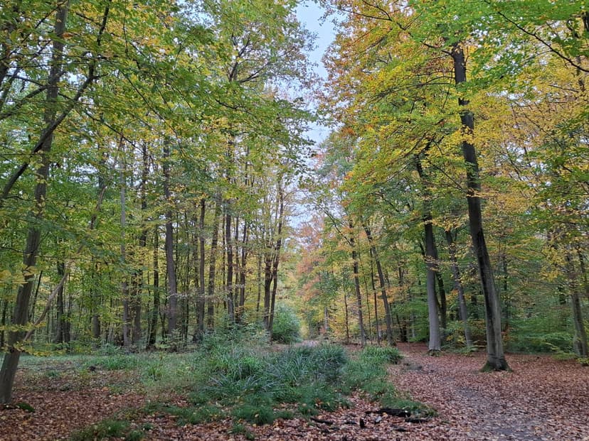 Trail de Marly à Saint-Germain